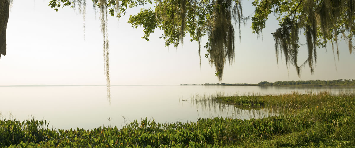 Banner image of Winter Garden